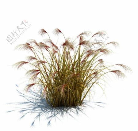 植物模型小草模型图片