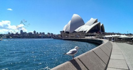 悉尼剧院生态美图图片