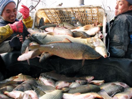 景阳湖冬季捕鱼图片