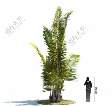 热带树木模型图片