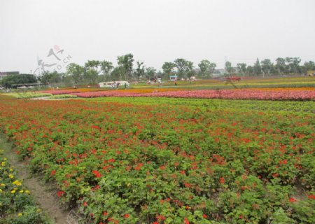 周浦花海旅游景点图片