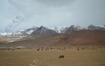 青藏高原图片