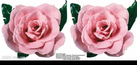 国外高精度多角度花卉摄影集合图片