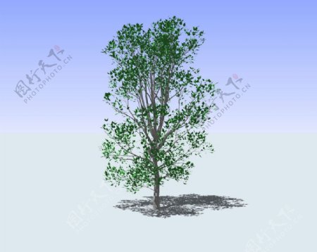 杂树精细3D模型图片