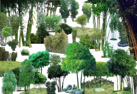 竹类植物图片