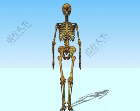 人体骨骼3d模型图片