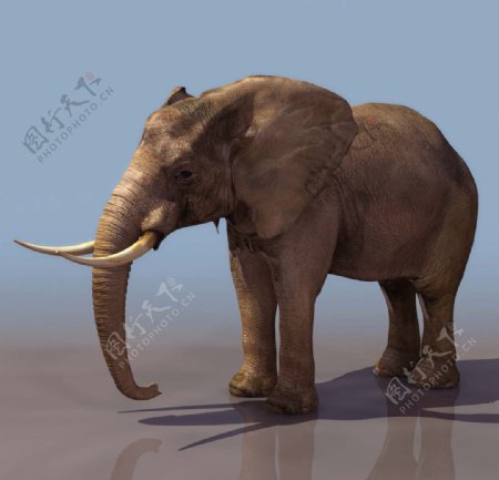 ELEPHANT大象模型带贴图图片