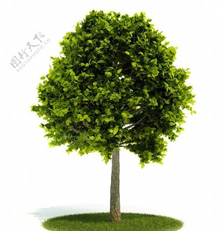 精美绿色树木模型图片