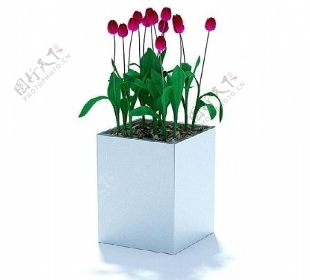 精美盆栽植物3D模型图片