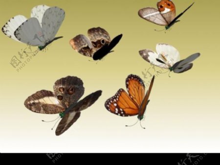 蝴蝶模型图片