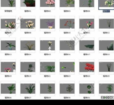 27种花草植物的模型图片