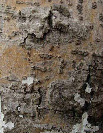 老树皮蚂蚁图片