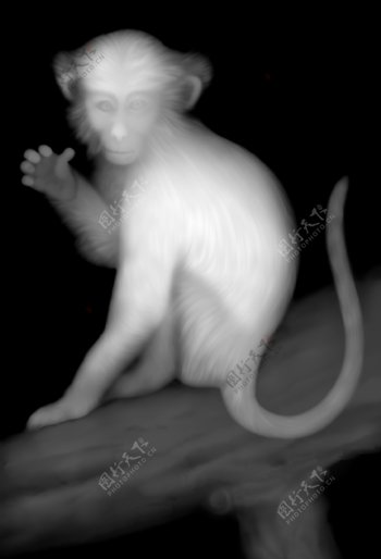 猴子灰度图图片