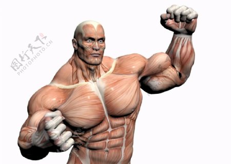 肌肉男胸肌人体结构图片