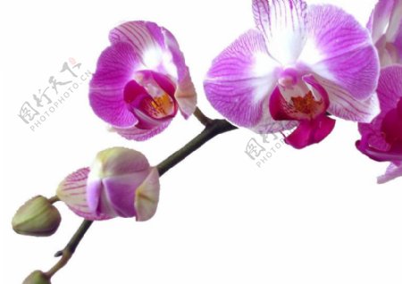 蝴蝶兰紫图片