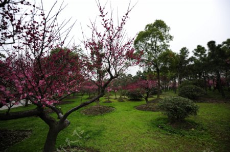 北海道札幌山岗公园梅花盛开季节图片