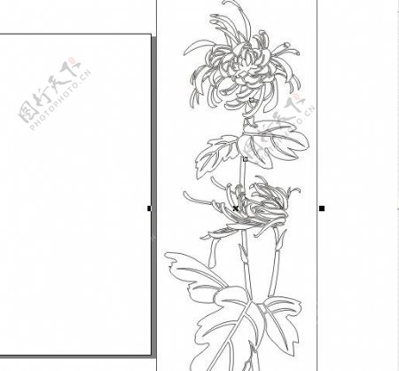 菊花福临门刻绘图案线条图片