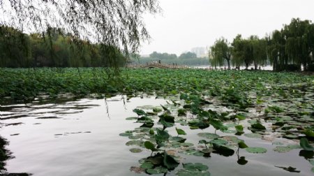 济南大明湖图片