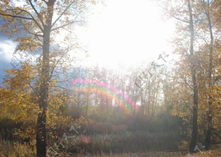 秋天树林里的彩虹图片