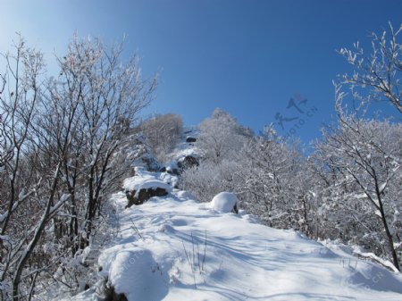冬天里的雪景图片