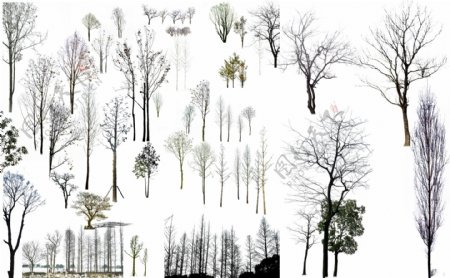 冬天的树干后期素材图片