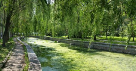 夏天绿色的河水和柳树图片