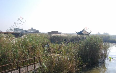 下渚湖图片