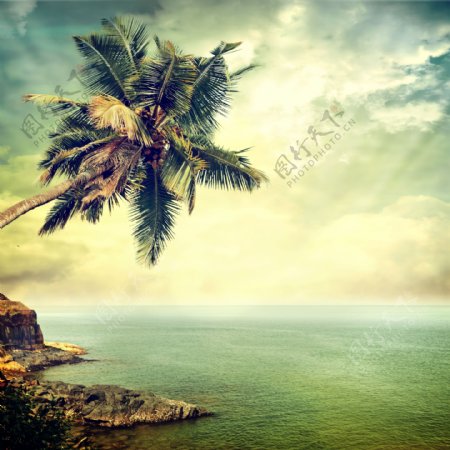 海滩椰树风景图片