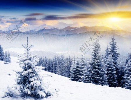 冬日暖阳雪松风景图片