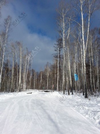 雪地中的白桦树图片