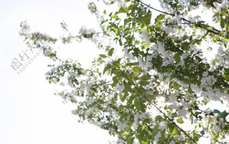 春日阳光灿烂的海棠白花图片