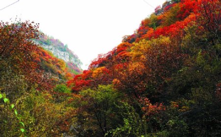 秋日红叶图片