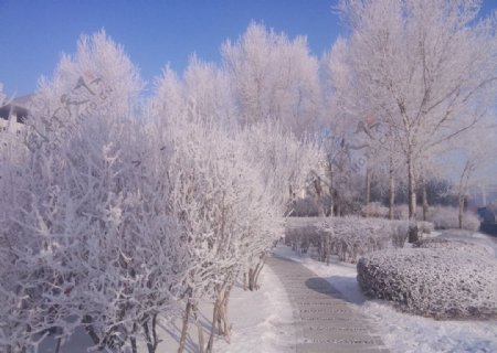 冬季雾凇树挂雪景图片