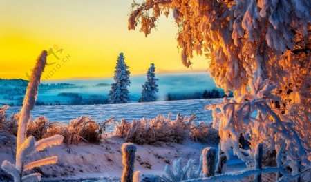 冰晶雪景图片