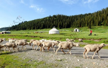 伊犁草原羊图片