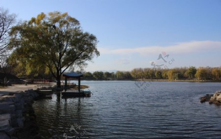 树木湖水风景图片
