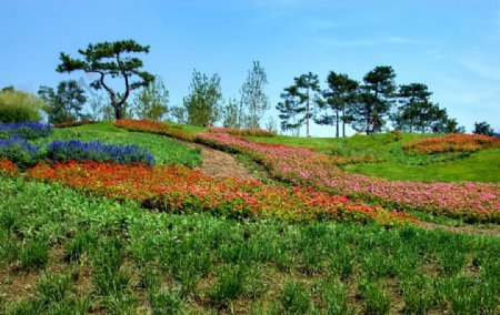 园林植被图片