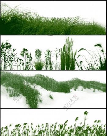 草丛植物ps笔刷图片