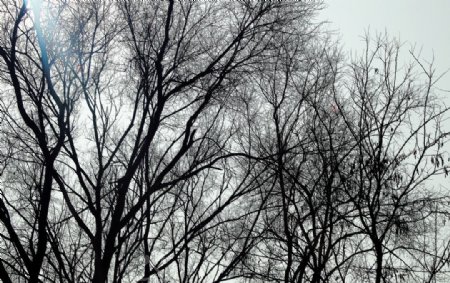 冬天树枝图片