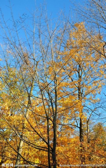 秋天的金黄树叶图片