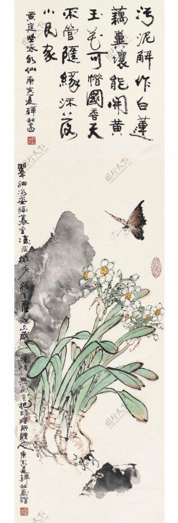 水仙蝴蝶图片