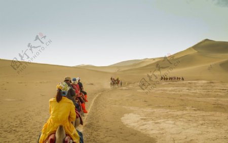 敦煌鸣沙山沙漠骆驼队图片