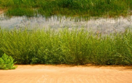 沙子与水及绿色植物图片