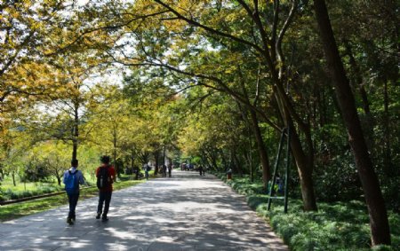 明孝陵道路秋景图片