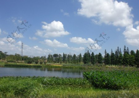 辰山植物园湿地图片