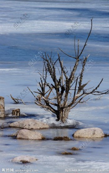 冰湖枯木图片