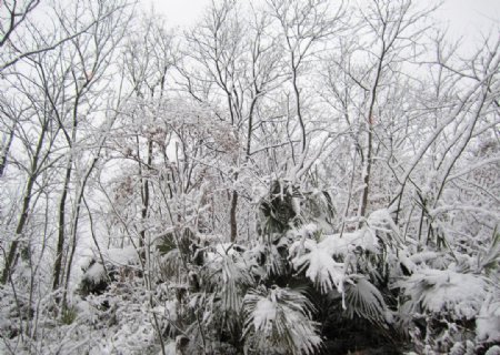 雪景树木雪景图片