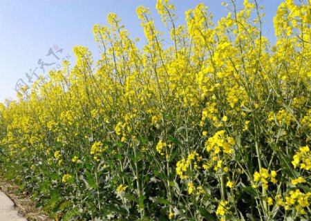 油菜花田图片