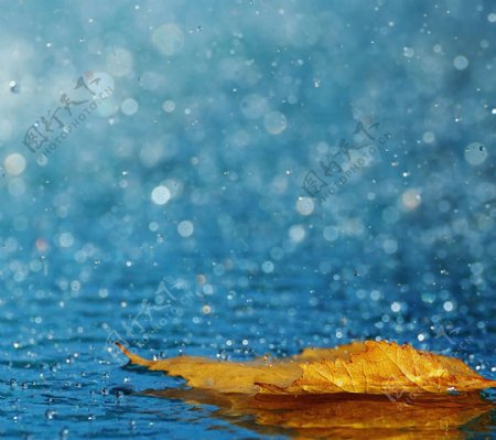 雨水枫叶图片