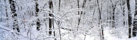 雪地树林风景图片